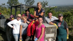 Weinlese (5)